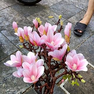 Cành Mộc Lan Casu Cao Cấp 60cm- Hoa giả