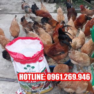 Máy thái chuối siêu mịn 11kw cho gia đình chăn nuôi gia súc gia cầm