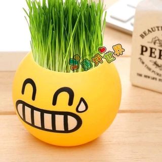 hủ trồng cây icon có sẵn hạt giống