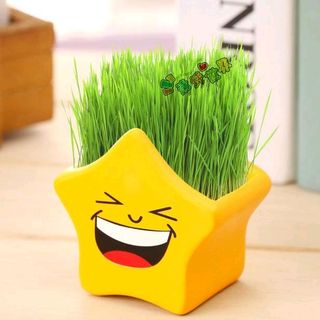 hủ trồng cây icon có sẵn hạt giống rất đẹp