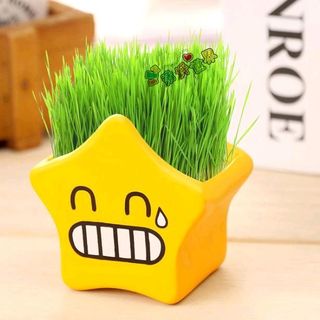 hủ trồng cây icon có sẵn hạt giống rất đẹp