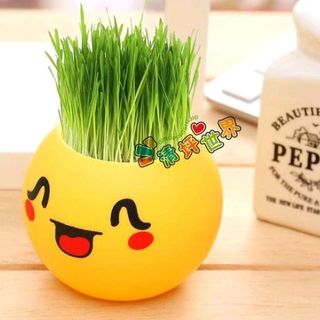 hủ trồng cây icon có sẵn hạt giống rất hot
