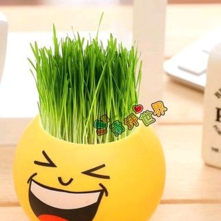 hủ trồng cây icon có sẵn hạt giống rất hot