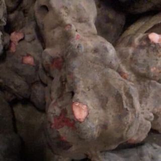 Hà Thủ Ô đỏ - Thảo Tây Bắc