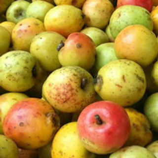 Táo mèo khô Yên Bái