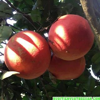 BƯỞI ĐỎ TIẾN VUA