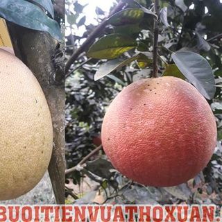 BƯỞI ĐỎ TIẾN VUA