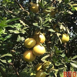 BƯỞI ĐỎ TIẾN VUA