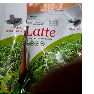 Hạt Giống Cỏ Ngô Sudan Lai Cao- VietSeed- Latte