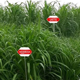 Hạt Giống Cỏ Ngô Sudan Lai Cao- VietSeed- Latte