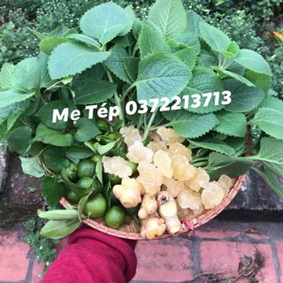 Siro Ho Húng Chanh