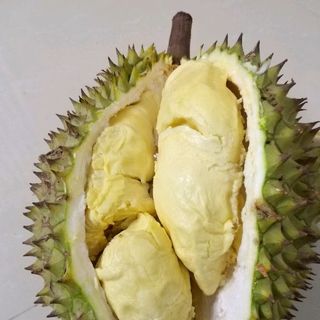 Sầu riêng Ri 6
