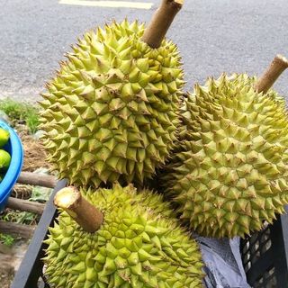 Sầu riêng Ri 6
