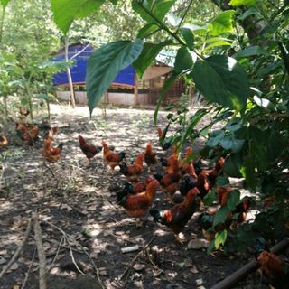 GÀ TRỐNG THIẾN