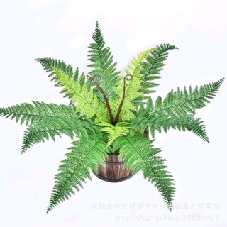 Dương xỉ loại đẹp - dương xỉ cao su trang trí tường cây giả sự kiện