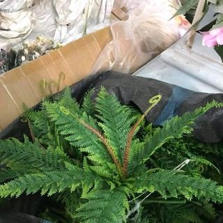 Dương xỉ loại đẹp - dương xỉ cao su trang trí tường cây giả sự kiện