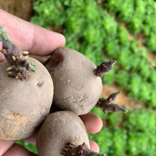 Khoai Tây Hồng Đà Lạt Chemical-Free