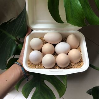 Trứng gà ta - an toàn không tồn dư kháng sinh tăng trọng kích đẻ