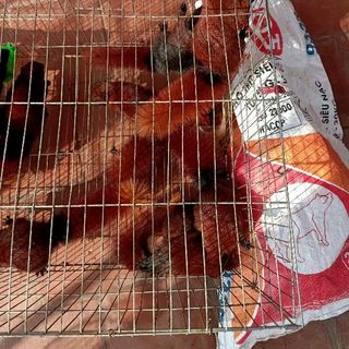 sóc nham thạch