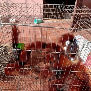 sóc nham thạch