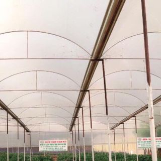 ĐẦM XOÈ ĐỎ RỚT VAI