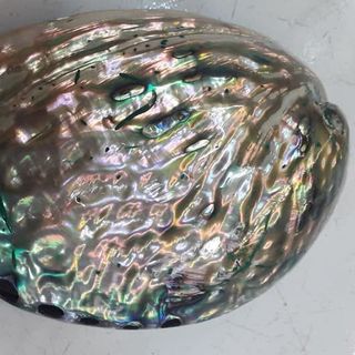 Vỏ ốc Bào Ngư vành tai xanh