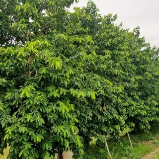 Mãng cầu xiêm sấy dẻo