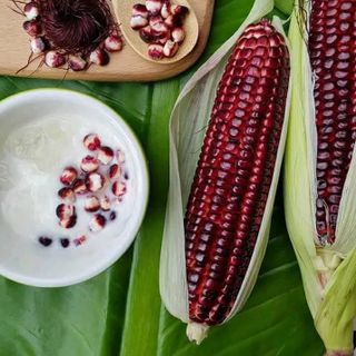 BẮP NỮ HOÀNG ĐỎ CHÍNH GỐC