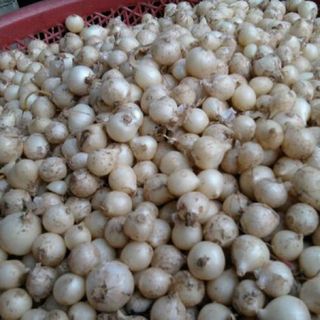 Hành tăm xứ nghệ