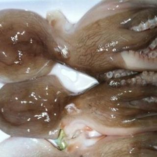 Bạch tuộc làm sạch đông lạnh 3-4 con/kg