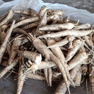Sâm khô - sâm bố chính khô
