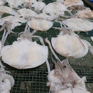 Chuyên sỉ Khô biển Kiên Giang