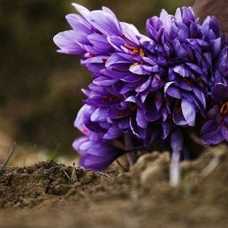 SAFFRON IMEX
