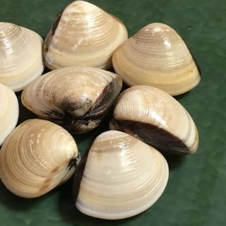 Nghêu sạch không cát Đảm bảo 51-60 con/kg