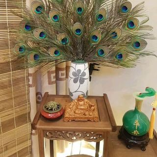 Lông Công Phong thủy tự nhiên mắt to dài 90cm 100cm