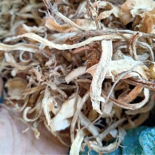 Sâm bố chính khô Sâm khô