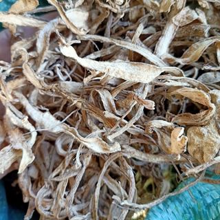 Sâm bố chính khô Sâm khô
