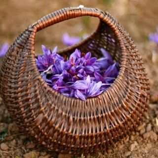 Saffron Baby Nhụy Hoa Nghệ Tây