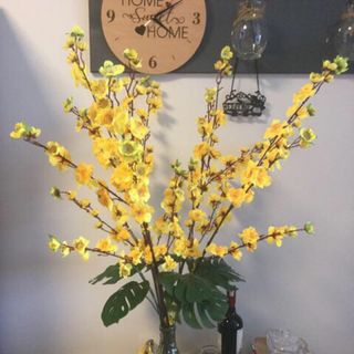 Cành mai ngày tết