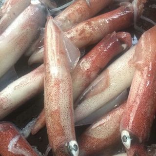 mực trứng thị trường sỉ