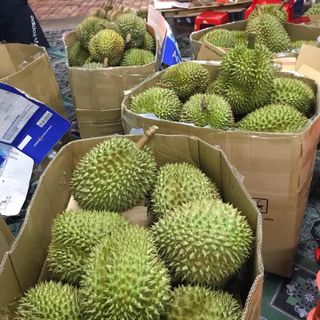 sầu riêng Ri6 miền tây