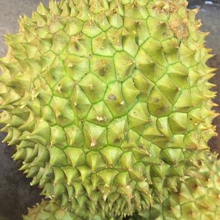 sầu riêng Ri6 miền tây