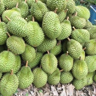 sầu riêng Ri6 miền tây