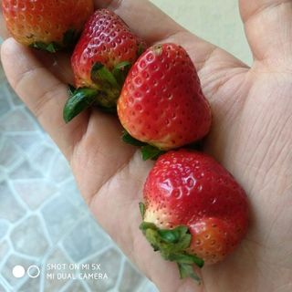 dâu tây đà lạt size to