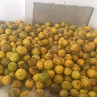 Bưởi Diễn