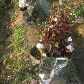 Hoa hồng Tỉ muội
