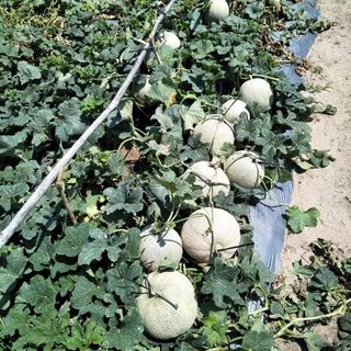DƯA LƯỚI VÀ DƯA HOÀNG KIM