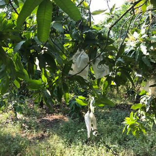 Xoài cát Hòa Lộc xoài TháiVietGAP