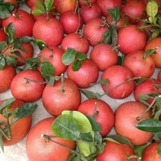 Bưởi Tiến Vua Tết Năm 2020