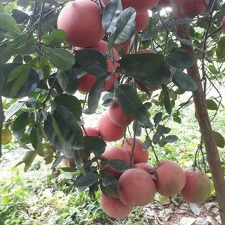 Bưởi Tiến Vua Tết Năm 2020